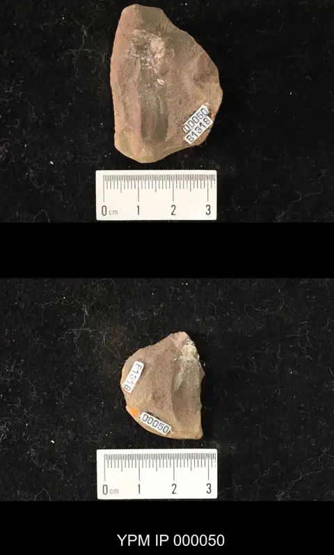 Dokumentasi YPM IP 000050 dengan identifikasi pada sumber Eucaenus ovalis. Isi dan label gambar dipertahankan.