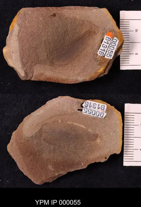 Dokumentasi YPM IP 000055 dengan identifikasi pada sumber Melinophlebia analis. Isi dan label gambar dipertahankan.