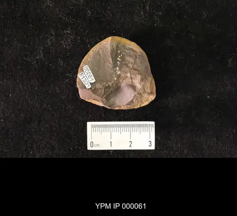 Dokumentasi YPM IP 000061 dengan identifikasi pada sumber Orthomylacris contorta. Isi dan label gambar dipertahankan.