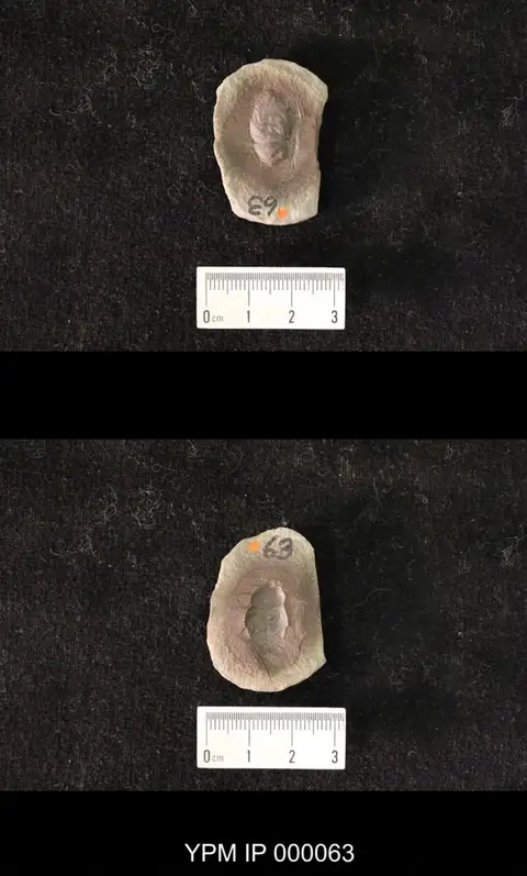Dokumentasi YPM IP 000063 dengan identifikasi pada sumber Blattoidea melanderi. Isi dan label gambar dipertahankan.