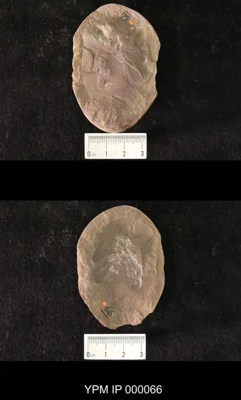 Dokumentasi YPM IP 000066 dengan identifikasi pada sumber Lameereites curvipennis. Isi dan label gambar dipertahankan.