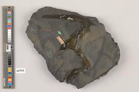 Dokumentasi USNM PAL38756 dengan identifikasi pada sumber Phoberoblatta grandis. Isi dan label gambar dipertahankan.