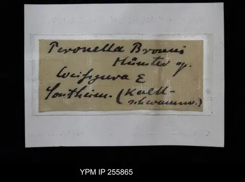 Dokumentasi YPM IP 255865 dengan identifikasi pada sumber Pareudea bronnii. Isi dan label gambar dipertahankan.