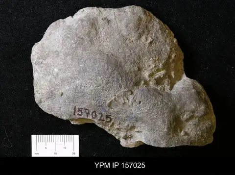 Dokumentasi YPM IP 157025 dengan identifikasi pada sumber Clathrodictyon variolare. Isi dan label gambar dipertahankan.