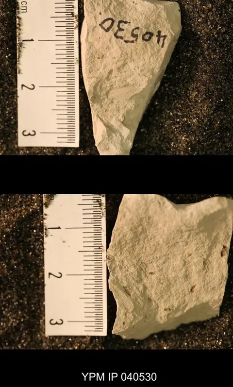 Dokumentasi YPM IP 040530 dengan identifikasi pada sumber Phenopterum elongatum. Isi dan label gambar dipertahankan.
