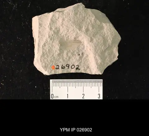 Dokumentasi YPM IP 026902 dengan identifikasi pada sumber Liomopterum elongatum. Isi dan label gambar dipertahankan.