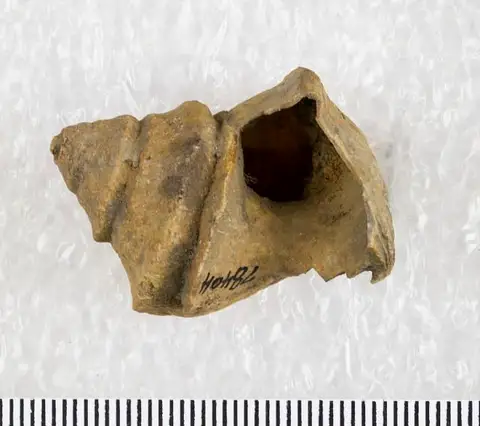 Dokumentasi USNM PAL78404 dengan identifikasi pada sumber Paupospira tropidophora. Isi dan label gambar dipertahankan.