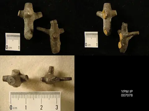 Dokumentasi YPM IP 007078 dengan identifikasi pada sumber Ancyrocrinus bulbosus. Isi dan label gambar dipertahankan.