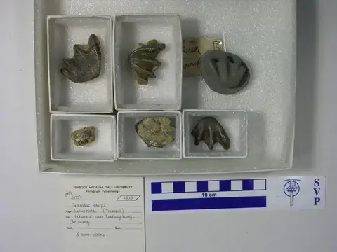 Dokumentasi YPM VP 005007 dengan identifikasi pada sumber Ceratodus kaupi. Isi dan label gambar dipertahankan.