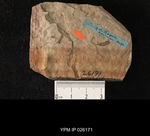 Dokumentasi YPM IP 026171 dengan identifikasi pada sumber Lithagrion hyalinum. Isi dan label gambar dipertahankan.