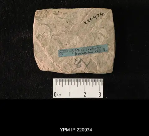 Dokumentasi YPM IP 220974 dengan identifikasi pada sumber Phenacolestes parallelus. Isi dan label gambar dipertahankan.