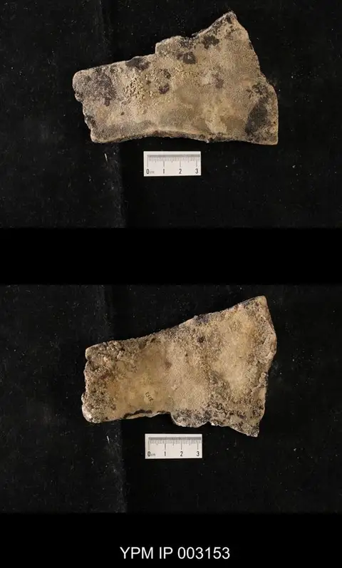 Dokumentasi YPM IP 003153 dengan identifikasi pada sumber Lecanella pateraeformis. Isi dan label gambar dipertahankan.