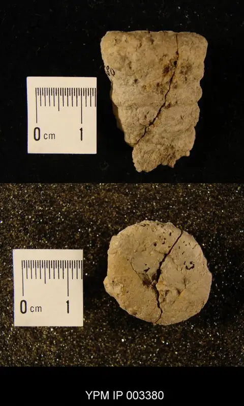 Dokumentasi YPM IP 003380 dengan identifikasi pada sumber Cypellia rugosa. Isi dan label gambar dipertahankan.