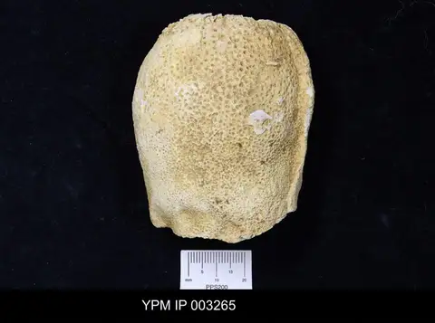 Dokumentasi YPM IP 003265 dengan identifikasi pada sumber Cylindrophyma milleporata. Isi dan label gambar dipertahankan.