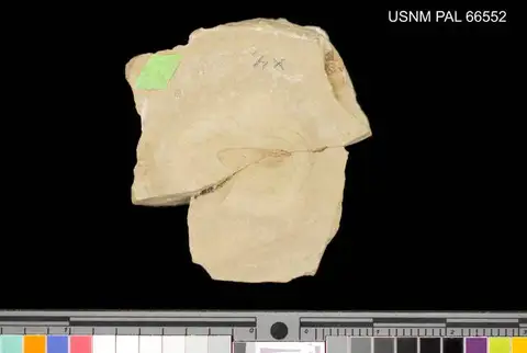 Dokumentasi USNM PAL66552 dengan identifikasi pada sumber Limnephilus eocenicus. Isi dan label gambar dipertahankan.