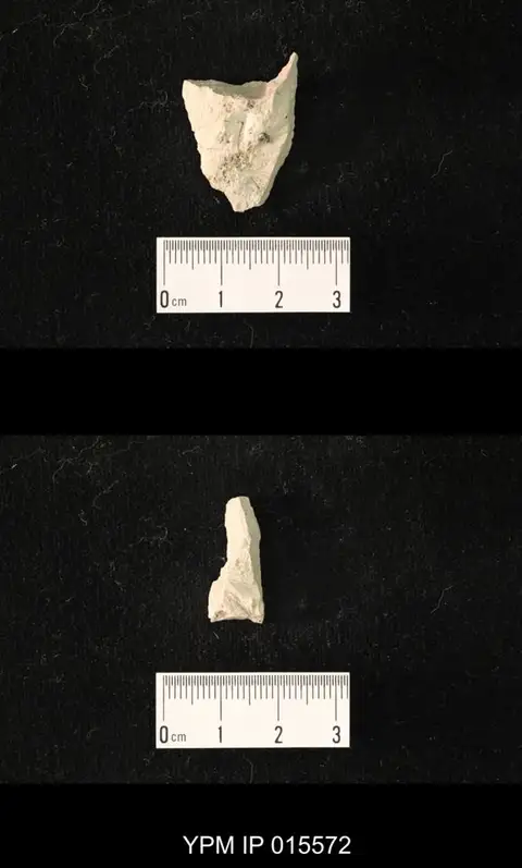 Dokumentasi YPM IP 015572 dengan identifikasi pada sumber Paleuthygramma acuta. Isi dan label gambar dipertahankan.