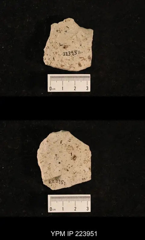 Dokumentasi YPM IP 223951 dengan identifikasi pada sumber Liomopterum sellardsi. Isi dan label gambar dipertahankan.