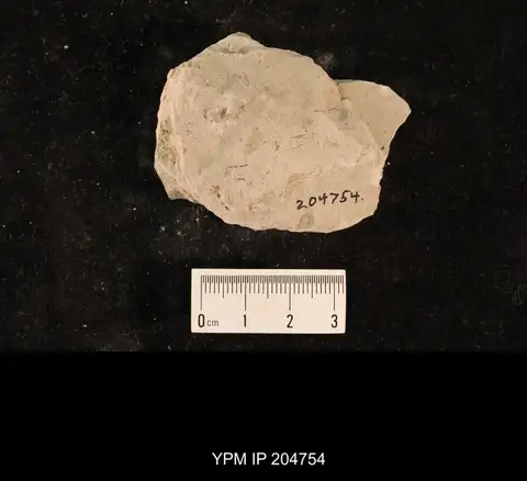 Dokumentasi YPM IP 204754 dengan identifikasi pada sumber Chelopterum peregrinum. Isi dan label gambar dipertahankan.
