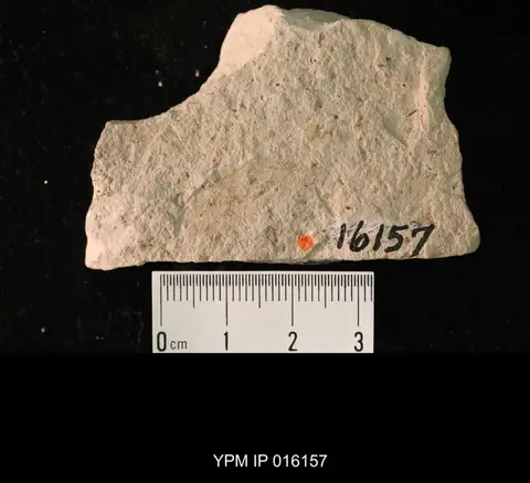 Dokumentasi YPM IP 016157 dengan identifikasi pada sumber Paroedischia recta. Isi dan label gambar dipertahankan.