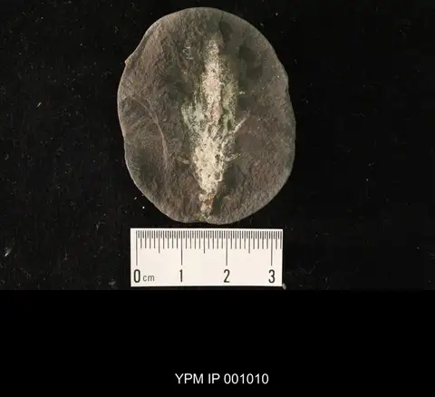 Dokumentasi YPM IP 001010 dengan identifikasi pada sumber Miamia bronsoni. Isi dan label gambar dipertahankan.