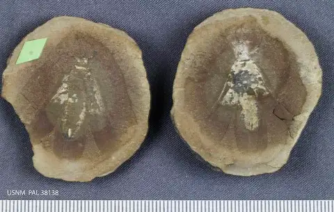 Dokumentasi USNM PAL38138 dengan identifikasi pada sumber Anthracothremma robusta. Isi dan label gambar dipertahankan.