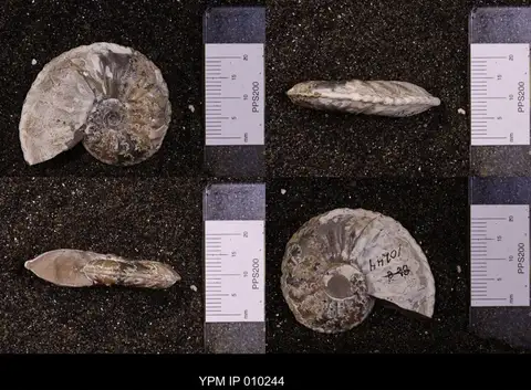 Dokumentasi YPM IP 010244 dengan identifikasi pada sumber Amaltheus margaritatus. Isi dan label gambar dipertahankan.