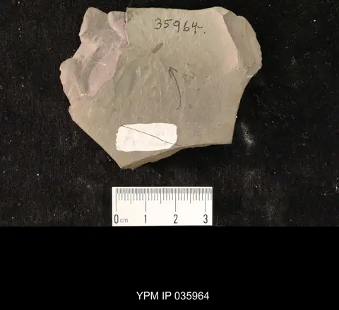 Dokumentasi YPM IP 035964 dengan identifikasi pada sumber Liassocupes parvus. Isi dan label gambar dipertahankan.