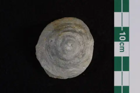 Dokumentasi P 42125 dengan identifikasi pada sumber Scalaetrochus lindstroemi. Isi dan label gambar dipertahankan.