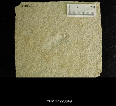Dokumentasi YPM IP 223849 dengan identifikasi pada sumber Panorpidium phyllophora. Isi dan label gambar dipertahankan.