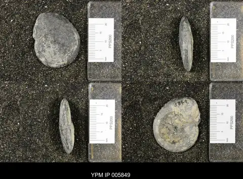 Dokumentasi YPM IP 005849 dengan identifikasi pada sumber Longobardites parvus. Isi dan label gambar dipertahankan.