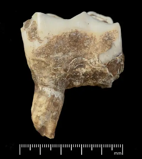 Dokumentasi PV M 82510 dengan identifikasi pada sumber Stephanorhinus hundsheimensis. Isi dan label gambar dipertahankan.