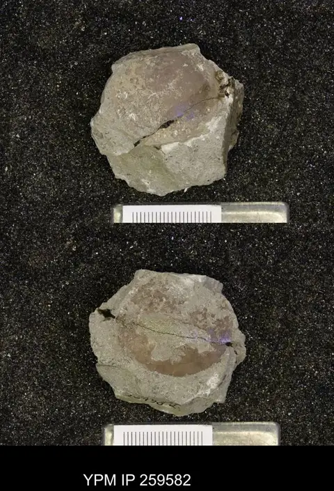 Dokumentasi YPM IP 259582 dengan identifikasi pada sumber Pernopecten prosseri. Isi dan label gambar dipertahankan.