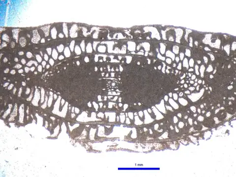 Dokumentasi YPM IP 020637 dengan identifikasi pada sumber Schwagerina diversiformis. Isi dan label gambar dipertahankan.