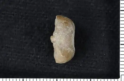 Dokumentasi USNM PAL134648 dengan identifikasi pada sumber Endelocrinus rotundus. Isi dan label gambar dipertahankan.