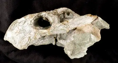 Dokumentasi USNM V24646 dengan identifikasi pada sumber Basilodon woodwardi. Isi dan label gambar dipertahankan.