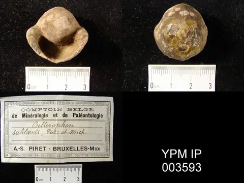 Dokumentasi YPM IP 003593 dengan identifikasi pada sumber Bellerophon sublaevis. Isi dan label gambar dipertahankan.