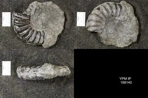 Dokumentasi YPM IP 188140 dengan identifikasi pada sumber Phricodoceras taylori. Isi dan label gambar dipertahankan.