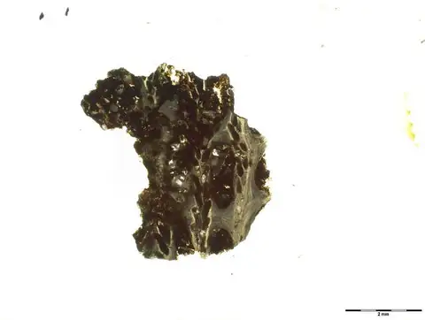 Dokumentasi USNM PAL328512 dengan identifikasi pada sumber Polypora timorensis. Isi dan label gambar dipertahankan.
