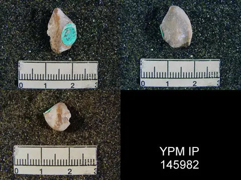 Dokumentasi YPM IP 145982 dengan identifikasi pada sumber Notothyris uralica. Isi dan label gambar dipertahankan.