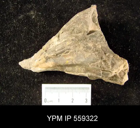 Dokumentasi YPM IP 559322 dengan identifikasi pada sumber Orthonychia elegans. Isi dan label gambar dipertahankan.