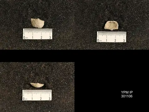 Dokumentasi YPM IP 301106 dengan identifikasi pada sumber Neochonetes granulifer. Isi dan label gambar dipertahankan.