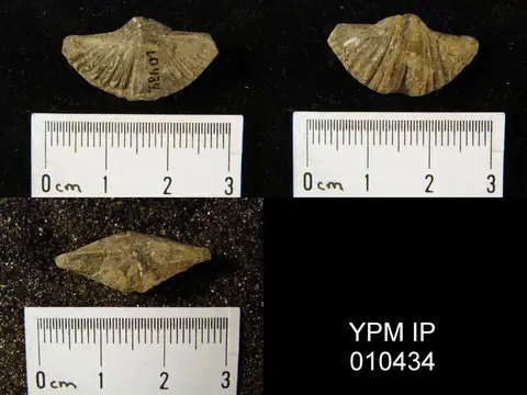 Dokumentasi YPM IP 010434 dengan identifikasi pada sumber Brachythyrina strangwaysi. Isi dan label gambar dipertahankan.
