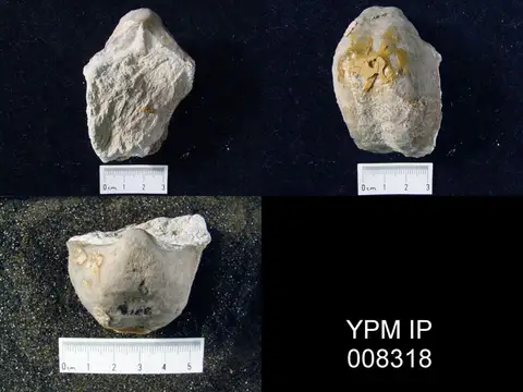 Dokumentasi YPM IP 008318 dengan identifikasi pada sumber Aulosteges wangenheimi. Isi dan label gambar dipertahankan.