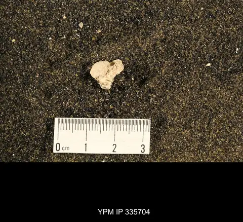 Dokumentasi YPM IP 335704 dengan identifikasi pada sumber Enteletes hemiplicata. Isi dan label gambar dipertahankan.