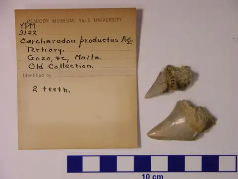 Dokumentasi YPM VP 003122 dengan identifikasi pada sumber Carcharodon productus. Isi dan label gambar dipertahankan.