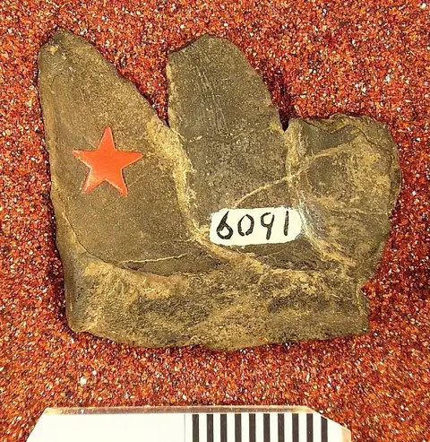 Dokumentasi USNM V6091 dengan identifikasi pada sumber Lissoprion ferrieri. Isi dan label gambar dipertahankan.