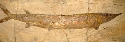 Dokumentasi USNM V2402 dengan identifikasi pada sumber Aspidorhynchus acutirostris. Isi dan label gambar dipertahankan.