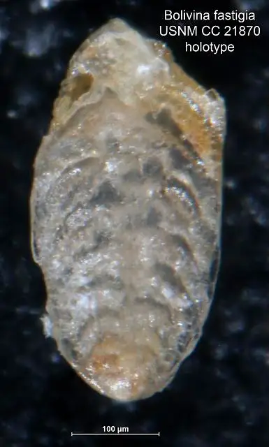 Dokumentasi USNM CC21870 dengan identifikasi pada sumber Bolivina fastigia. Isi dan label gambar dipertahankan.