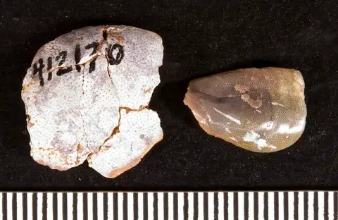 Dokumentasi USNM PAL412170 dengan identifikasi pada sumber Deltodus angularis. Isi dan label gambar dipertahankan.