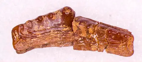 Dokumentasi USNM V13196 dengan identifikasi pada sumber Venustodus argutus. Isi dan label gambar dipertahankan.